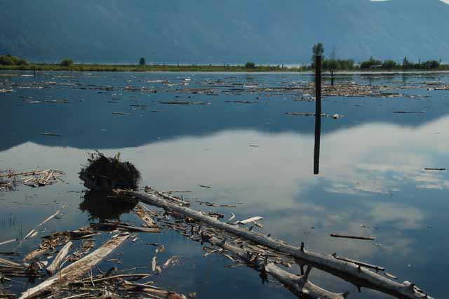 Driftwood Yard on Lake Pend Oreille